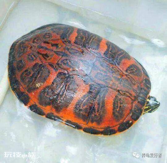 养乌龟的好处介绍(在家里饲养观赏龟的具体好处)-图片2